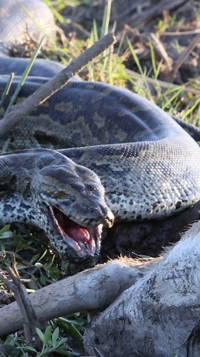 How scary BIG is this Python? This was still one of the most unexpected and incredible sightings I have had. The pure size of this Python was out of this world, I wish we could stay longer to watch her go about her business in swallowing that impala. Miss Mara Water Safari @maratabaluxurylodges as always producing the goods from the boat truly special. #wildlifeofafrica #wildlifevideos #Wildlife #nature #wildanimals #animalsofafrica #python #snakes #Safari #maratabaluxurylodges #morefamilycollec