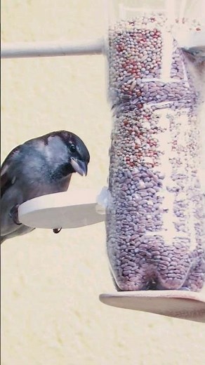 How To Make A Bird Feeder | DIY Homemade Plastic Bottle Bird Feeder #birdfeeder #birds #diycrafts