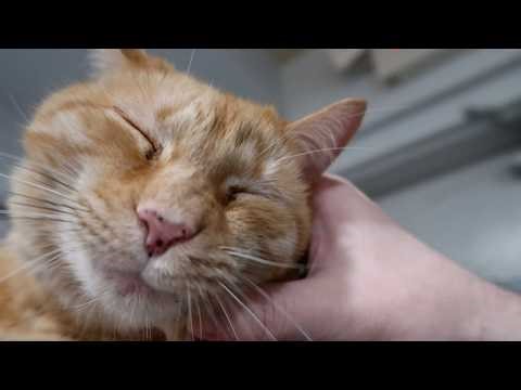 Sweet purring boy