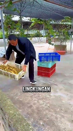 Viral! Cara Peternak Melatih Anak Bebek Sejak Hari Pertama Bikin Netizen Heran!