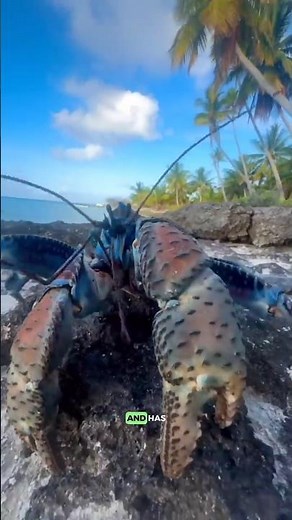🦀 3 Biggest Crabs in the World… Number 1 is HUGE! 😱 #animalfacts #shorts #top3