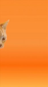 IAMS™ Healthy Senior cat food helps keep them agile. With essential nutrients including calcium for healthy joints. | IAMS