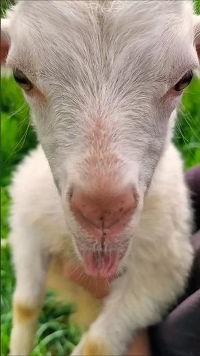 Goat won't stop screaming ! 🐐😆😆