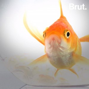 9M views · 10K reactions | Stress, maladies, solitude… C’est le sort réservé au poisson rouge qu’on met dans un bocal. | Brut nature FR | Facebook