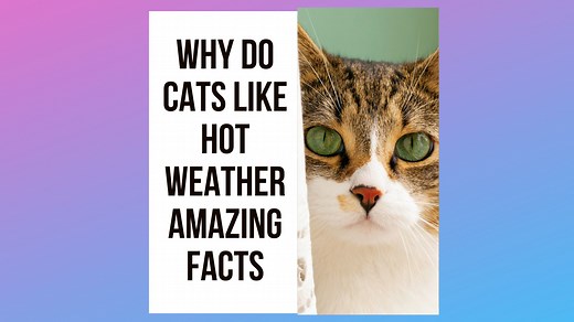 Why Do Cats Like Hot Weather: 5 Interesting Facts About Feline Heat Tolerance - Traveling With Your Cat