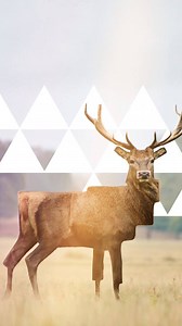 52K views · 556 reactions | Let your imagination go wild – reshape reality! Create a unique geometric design using Reshape, Doodle & Elements in this week’s tutorial. | Photoleap by Lightricks | Facebook