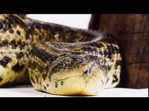 You Won’t Believe What This Python Eats…
