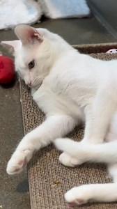 Meet Pearl (A891290)—a stunning, spicy 9-month-old who’s got a whole lotta cattitude! 😼 This deaf girl is playful, sassy, and still learning to trust. She loves wand toys, birdwatching, and playing with toy mice—but isn’t a fan of hands (yet).Pearl needs a cat-savvy, adult-only, indoor-only home with no other pets where she can continue to blossom at her own pace. Her adoption fee is waived, because this little firecracker is still a socialization work-in-progress—and worth every minute. 💖📍Co