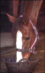 The good mix guide - Horse & Hound