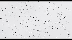 Voices of the Pacific Flyway