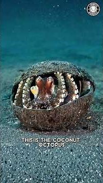 Coconut Octopus 🐙 The Shell-Stealing Genius!