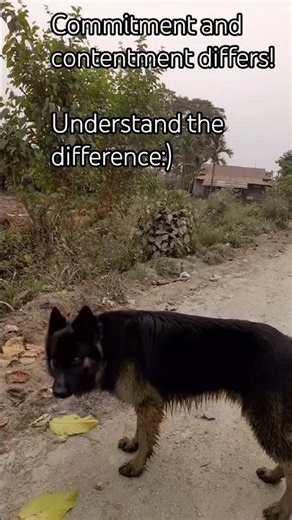 Commitment and contentment differs!Understand the difference:) #shortsfeed