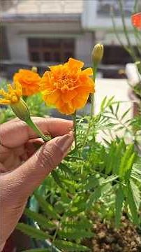 Marigold saplings repotting #gardening #marigold #repotting #plants #flowerplant