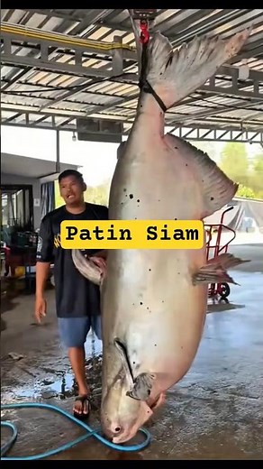Ikan Patin Siam #aquascape #ikan #fish #faktaunik