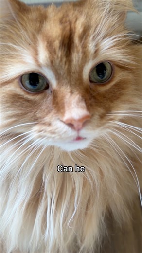 A cat is purrfect but a Pudding is even better. 🧡 #catlady #catsoffacebook #catreels | The Oreo Cat