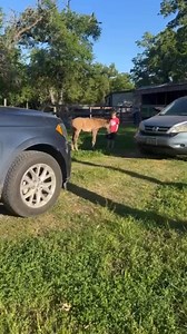 Throwback to Jace and baby Azzy! He always loved feeding her dinner to her! #rockinkquarterhorses #grulla #fyp #shedding #weekend #highlight #love #trending #viral | Rockin K Quarter Horses