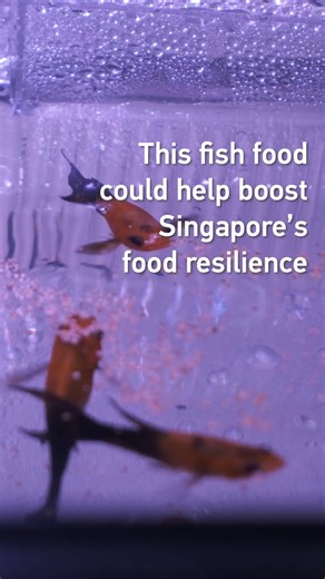 3.8K views · 32 reactions |  Feeding the future of #FishFarming: An...