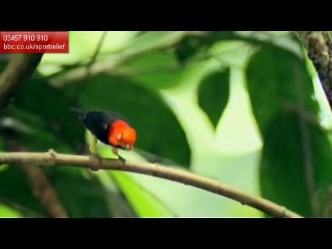 Michael Jackson Bird Dance