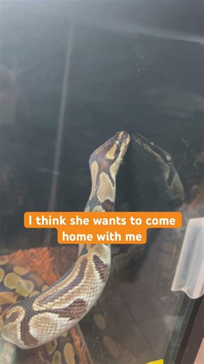 Ball python 🐍 #nature #reptiles #snake #ballpython #cute #terrarium