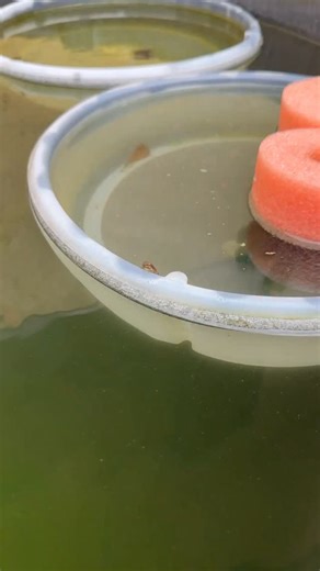 A Beautiful Day Out At The Medaka Ricefish Breeding Ponds! 🐸☀️ #medaka #ricefish #fishbreeding #pond #dakuaquatics | Daku Aquatics