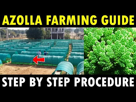 Azolla Farming / Azolla Cultivation | How to grow Azolla in HDPE Pond