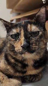 影千代のこだわり #保護猫 #黒猫
