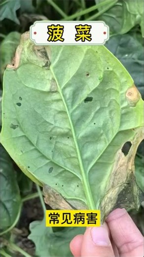 菠菜：被低估的“营养宝库”，它含有20多种矿物质和维生素。但真菌病害是危害菠菜最普遍的一类，主要通过风雨、灌溉水及病残体传播。其实种菜如养兵，知己知彼，百战不殆。看清每一片叶子上的信号，就是守护一整季的绿意丰收。#原创#菠菜#植物养护#爱生活爱养花#阳台种植