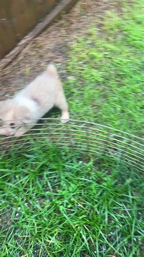 MissMapleSyrup on TikTok