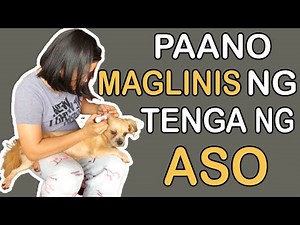 PAANO MAGLINIS NG TENGA NG ASO | PAANO MAGLINIS NG TENGA NG SHIH TZU | PARAAN NG PAGLINIS NG TENGA