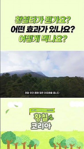 유기농 황칠타 효능과 활용법! #황칠나무 #황칠코리아