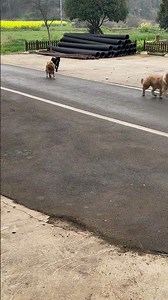 村里大叔把羊放在我们家田里吃草，77一个早上就一直盯着人家这些羊，主人家还说我们家77好乖会帮忙看羊，等主人家回家吃饭，它就把人家领头羊给牵回来了。难怪我煮好鸡胸肉叫它回来都当听不见，原来是打这个主