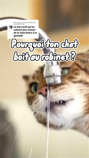 L’instant chat sur TikTok