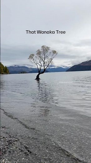 Standing Alone in the Lake That Wanaka Tree New Zealand