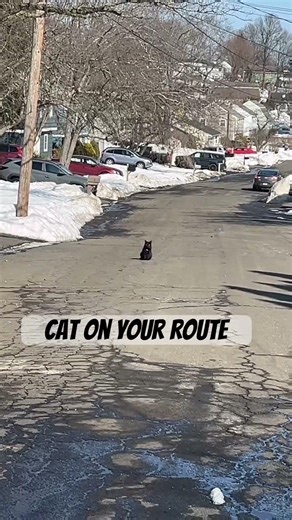 Why Is There a Black Cat Here…?