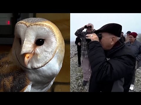 Middle East Scientists Work to Save Barn Owls' Habitat