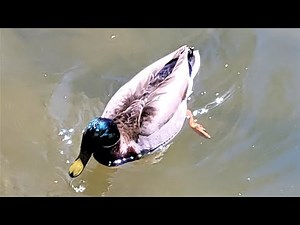 🦆Ducks swimming and eating | legs working underwater