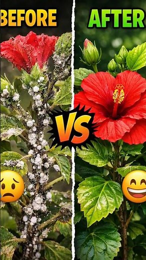 Hibiscus FULL of Mealybugs? 😱 Fix it in 3 Days! 🌺🪲 #shorts #shortvideo