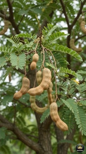 Tamarind Life Cycle:Seed to Tree #shorts