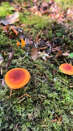 Attempting to expand my mushroom knowledge 🍄‍🟫 #foraging #foragingmushrooms