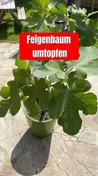 Caring for a fig tree in the garden