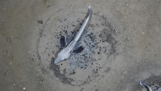 Every Vertebrate Known To Science Has Hemoglobin In Its Blood, Except For This Very Strange Fish