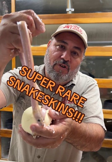 Hatching Super Rare Baby Pythons 101🤩 Pythons inherit genes from their parents just like us and these different combination of genes are what determine it’s unique colors and patterns🤯 Most of the time these patterns help with camouflage and there are countless morphs that are produced👀 I know it sounds like I am saying a bunch of random words but those are actually all the genes I can see🙌 I also know what genes the parents had so this also helps me determine what these newborn baby pythons