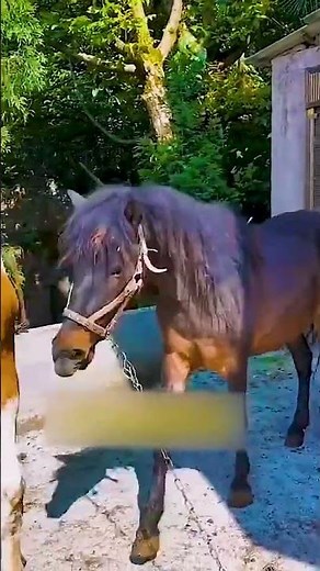 Raising Horses Every Day – Simple Country Life 49