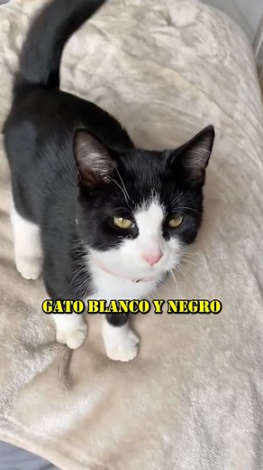 Tres Razones por las que el Gato Blanco y Negro es el Gato Más Sociable del Mundo #gatos #cats | GatosLandia