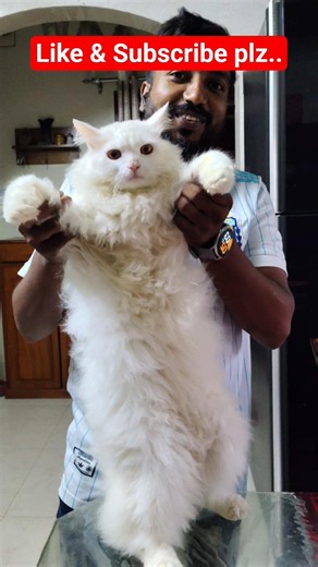 Meet the fluffiest Persian cat ever! ☁️🐱 #persiancat #cat