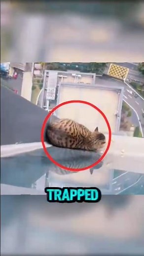 Cat Gets Trapped in a Window and Almost Falls…😱🐱 #shorts