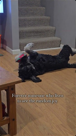 Random Joy #puppy #goldendoodle #happy #fyp