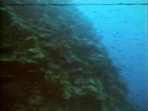 BBC Natural World 180 Episode Collection : Free Download, Borrow, and Streaming : Internet Archive