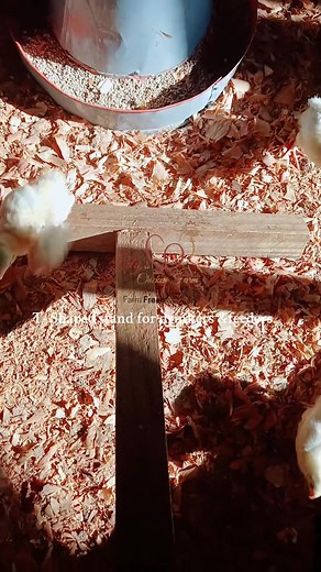 Guide to Raising Feeders and Drinkers for Chicks