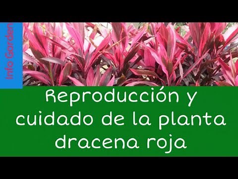 Como cuidar y reproducir la planta palma de Carey o drácena roja (Cordyline rubra )